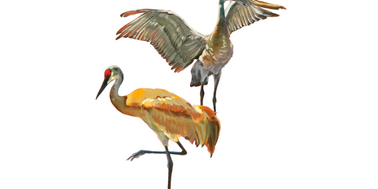 Narrative: Sandhill cranes and a photographer
