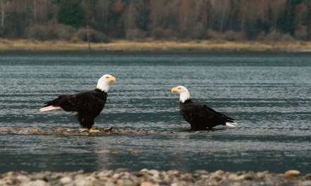 Heads up: Travels on the  BC Bird Trail