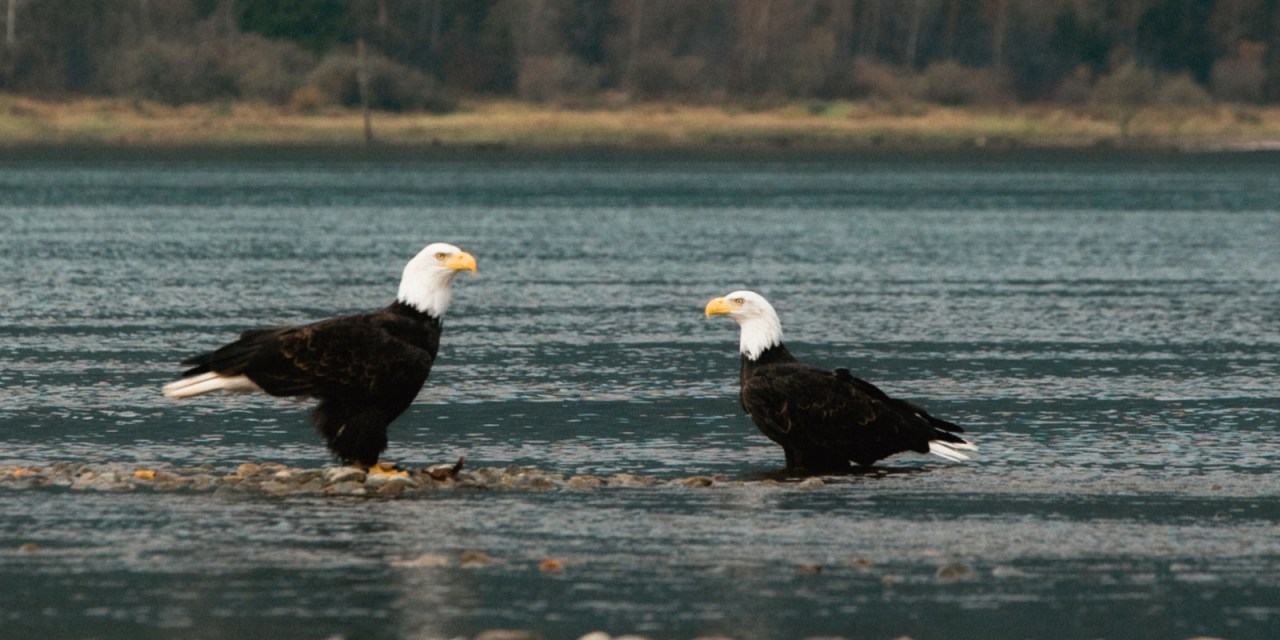 Heads up: Travels on the  BC Bird Trail